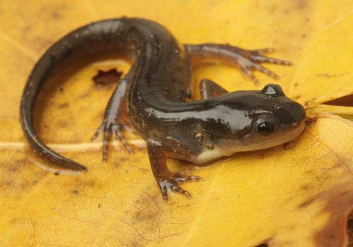 Spotted Salamander